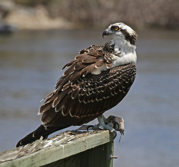 Osprey (juvenile)