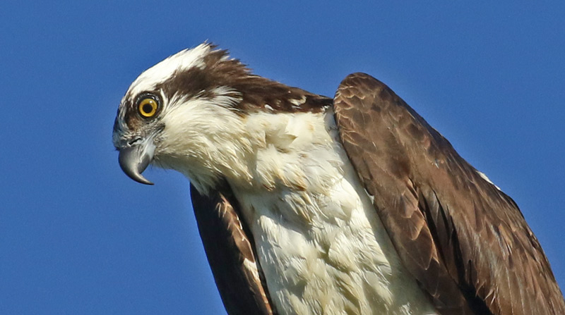 Osprey (adult)