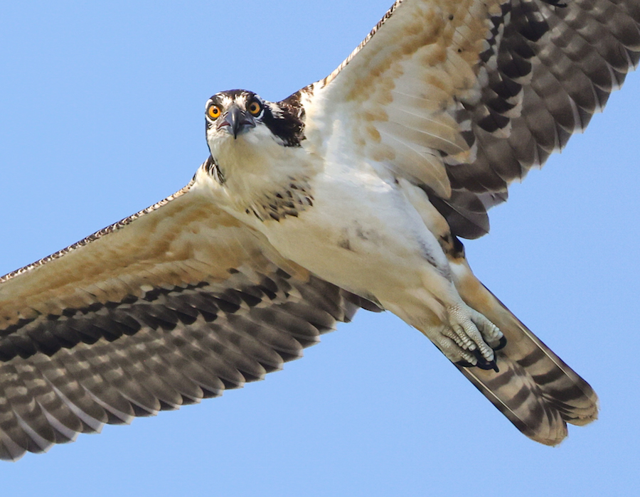 Osprey (juvenile in flight) photo #2