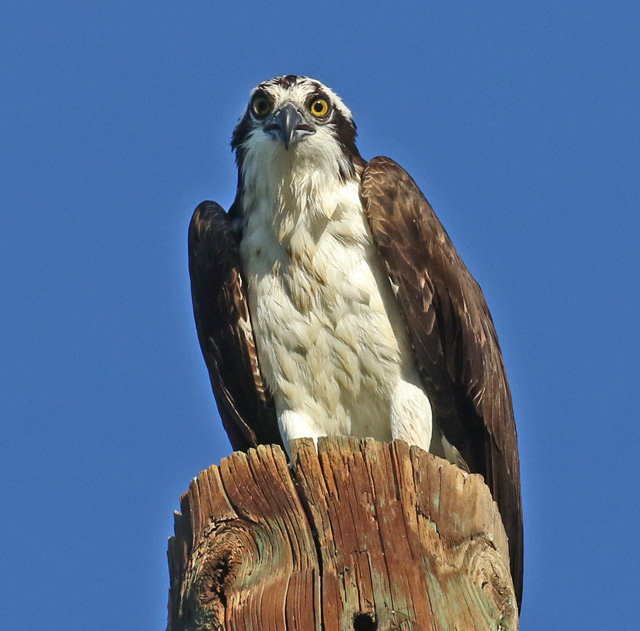 Osprey (adult)