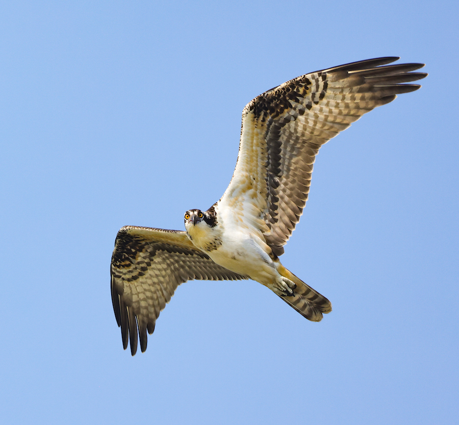 Osprey (juvenile in flight) photo #1