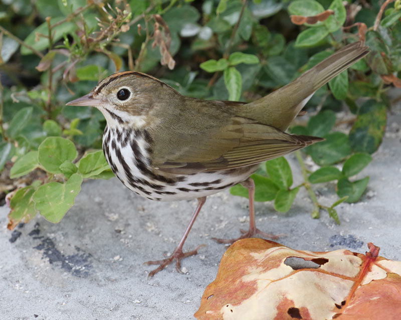 Ovenbird