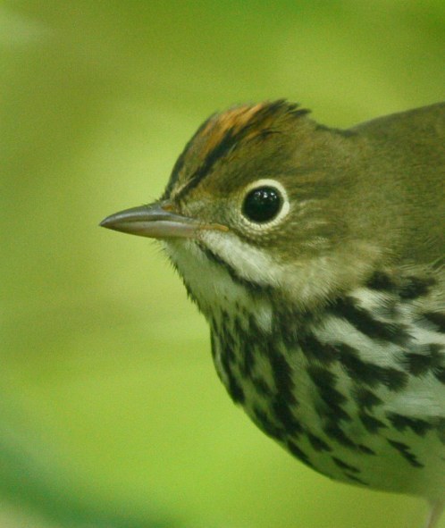 Ovenbird
