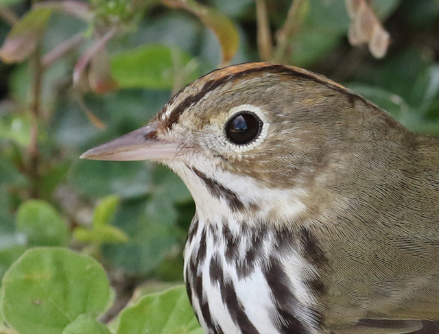 Ovenbird