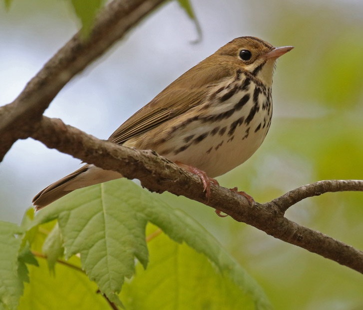 Ovenbird