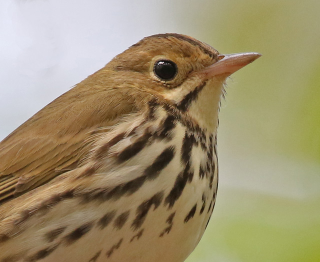 Ovenbird