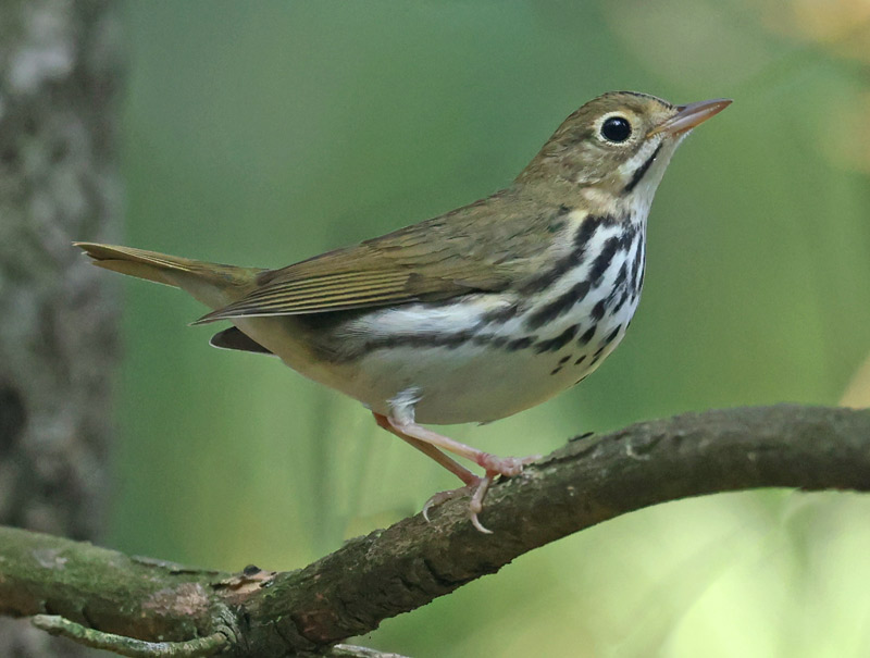 Ovenbird
