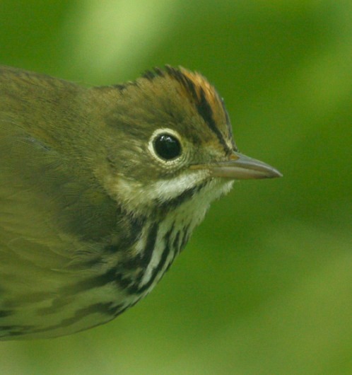 Ovenbird