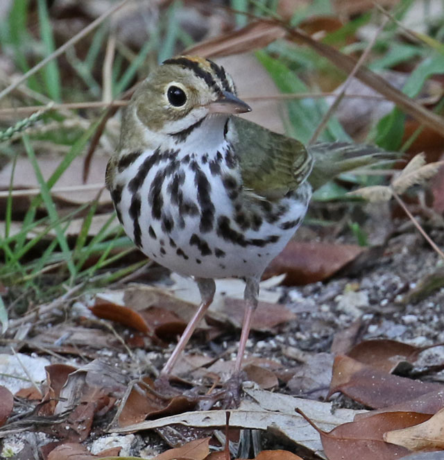 Ovenbird