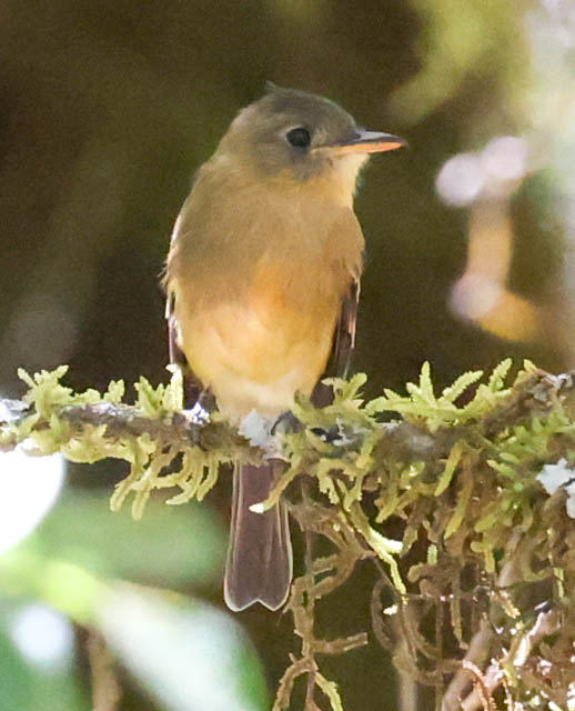 Ochraceous Pewee