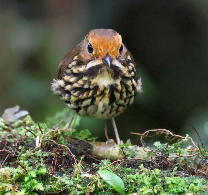 Ochre-fronted Antpitta