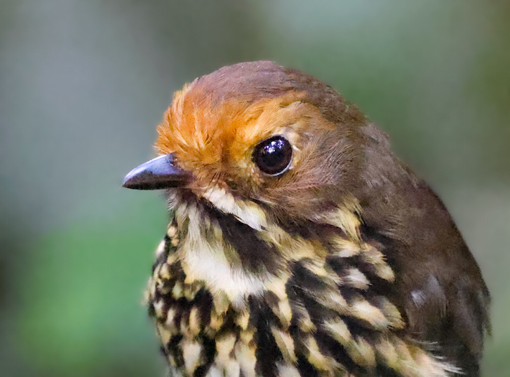 Ochre-fronted Antpitta