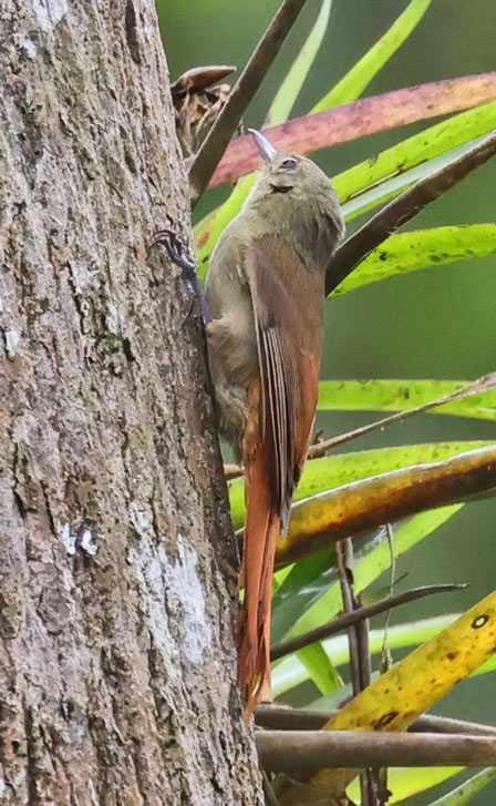 Olivaceous Woodcreeper