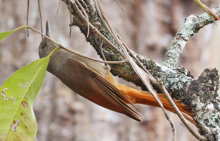 Olivaceous Woodcreeper