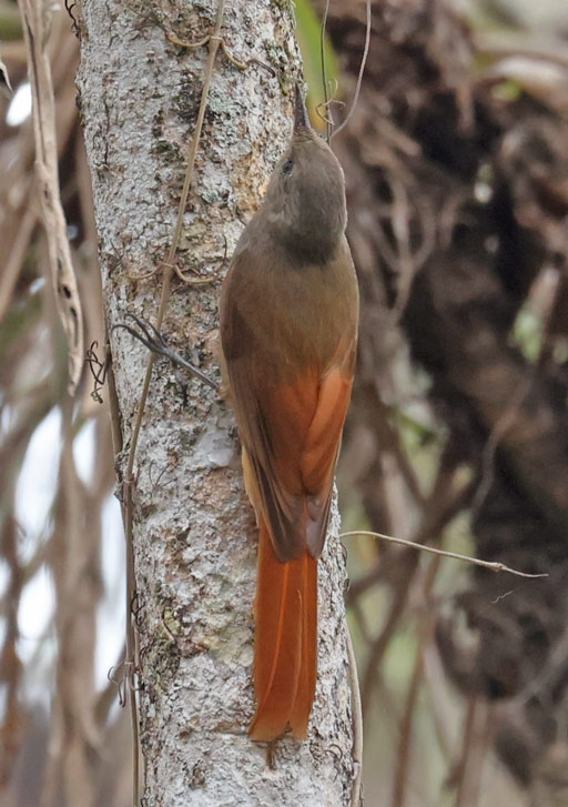 Olivaceous Woodcreeper