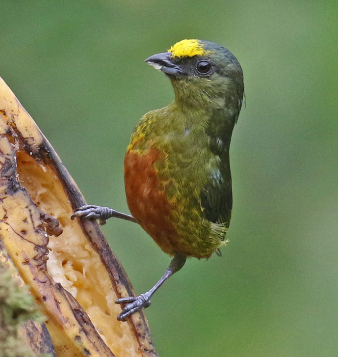 Olive-backed Euphonia