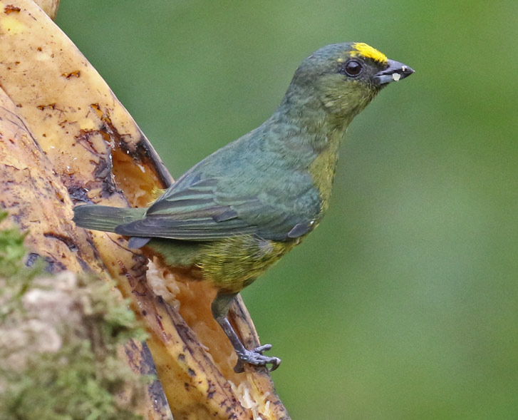 Olive-backed Euphonia