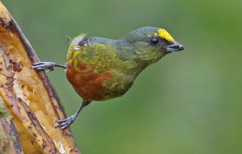Olive-backed Euphonia