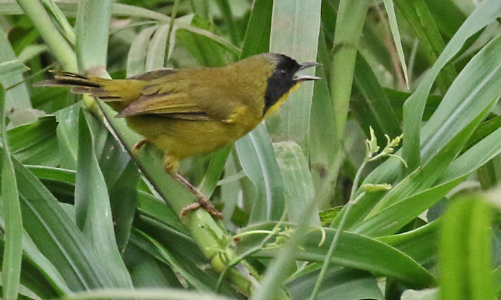 Olive-crowned Yellowthroat