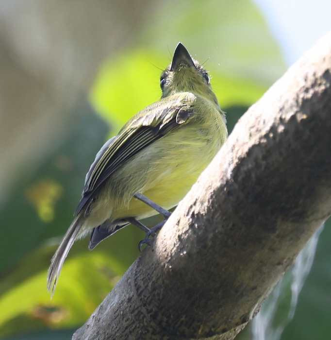 Olive-faced Flatbill