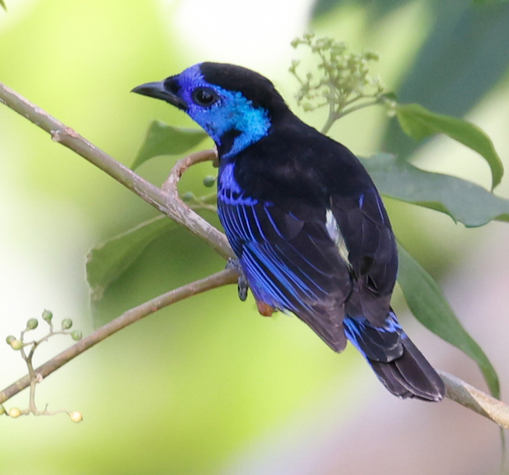 Opal-rumped Tanager 