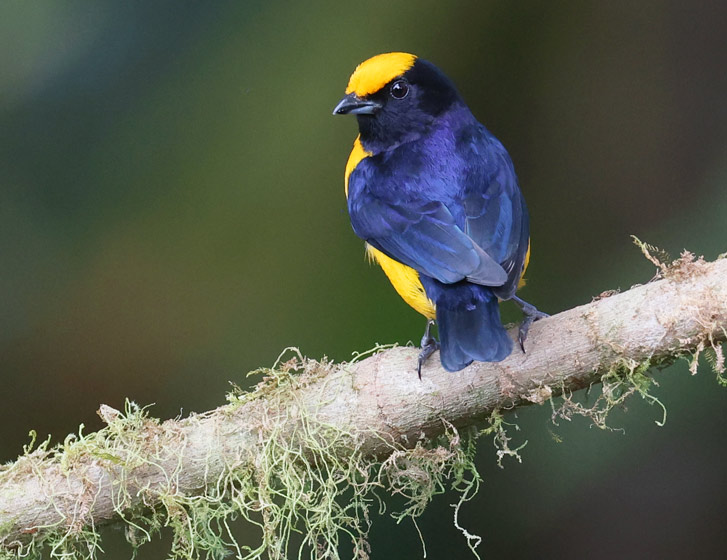 Orange-bellied Euphonia