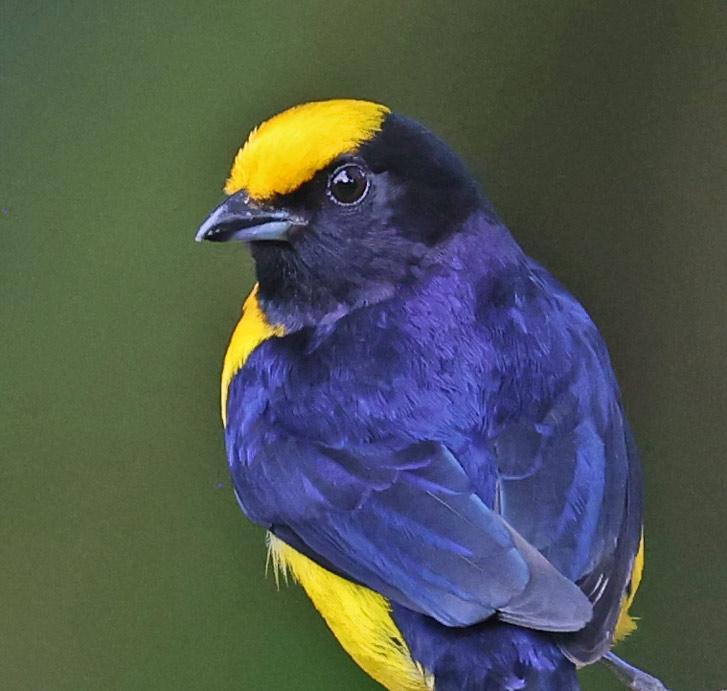 Orange-bellied Euphonia