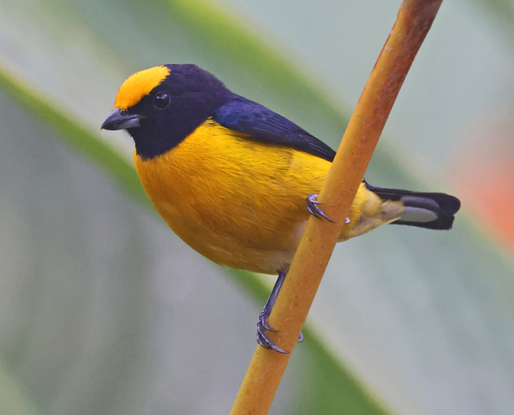 Orange-bellied Euphonia
