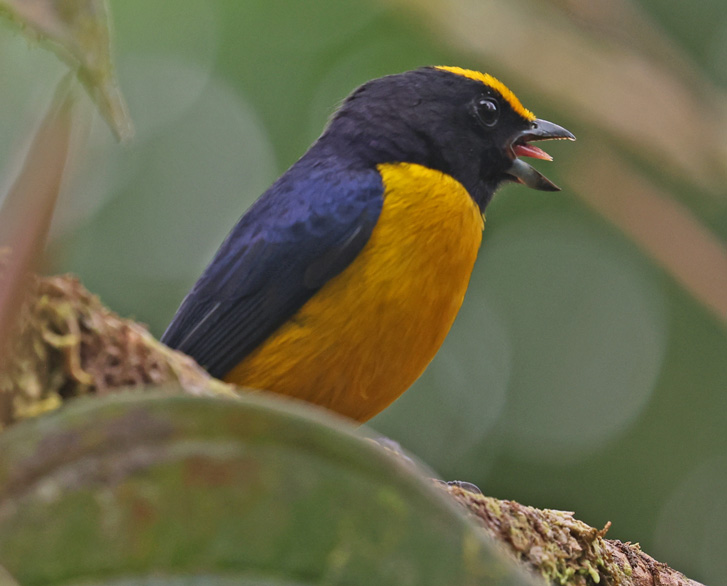 Orange-bellied Euphonia