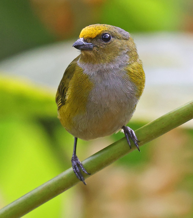 Orange-bellied Euphonia