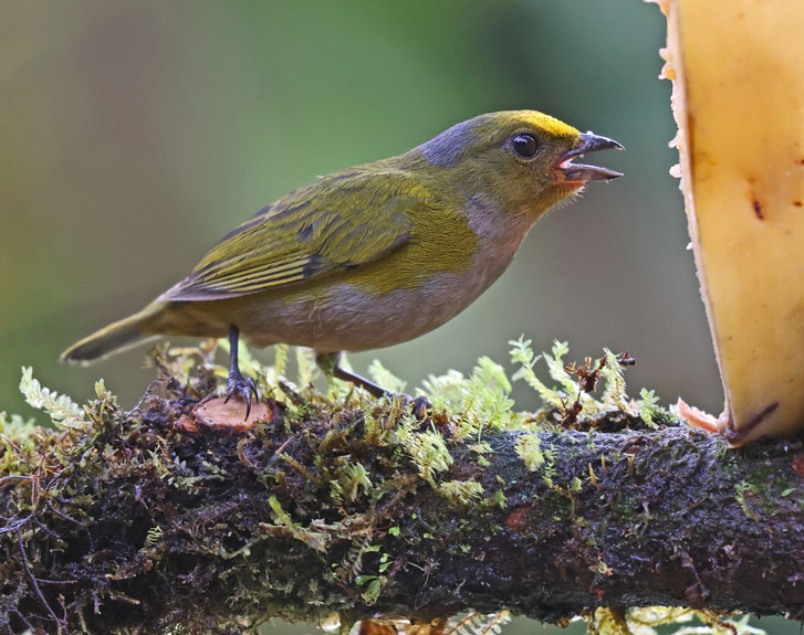 Orange-bellied Euphonia