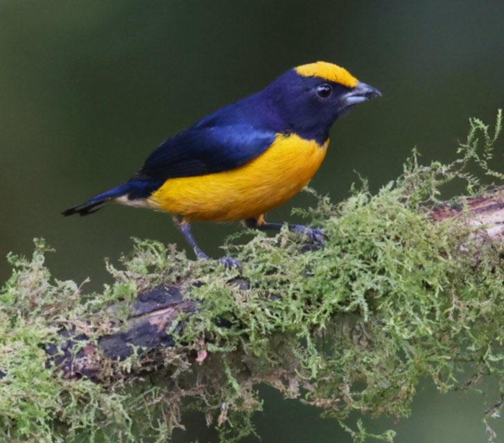 Orange-bellied Euphonia