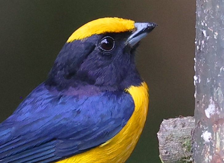 Orange-bellied Euphonia