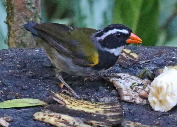 Orange-billed Sparrow (adult)