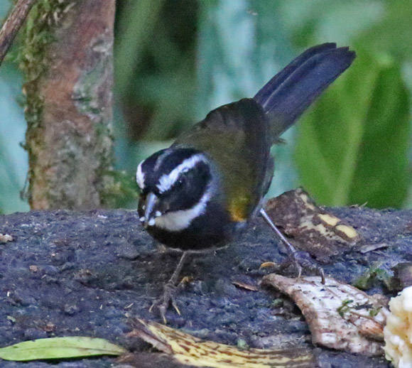 Orange-billed Sparrow (immature)