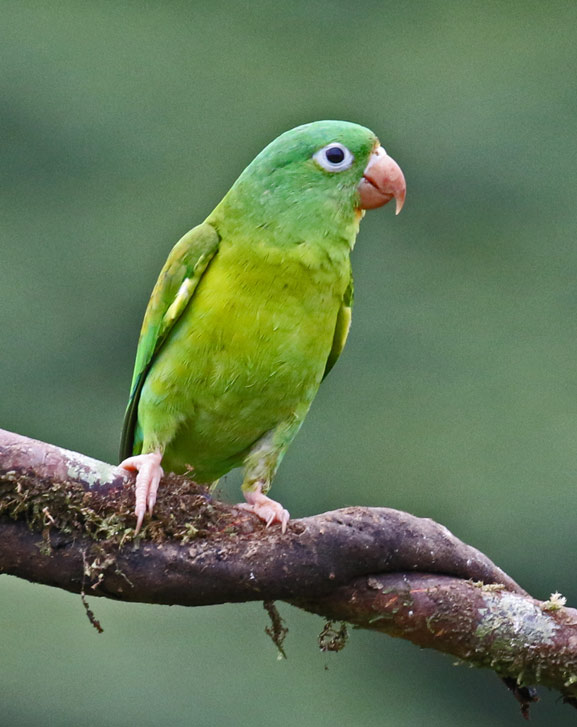 Orange-chinned Parakeet