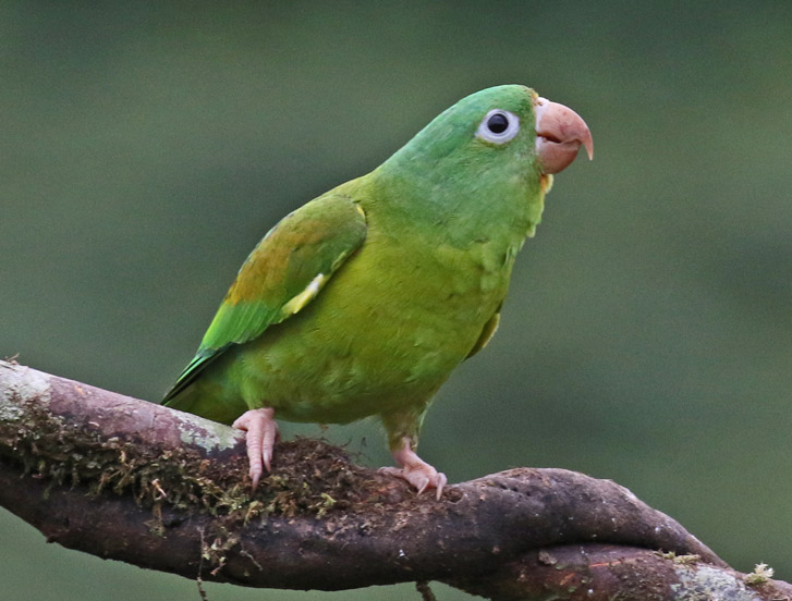 Orange-chinned Parakeet