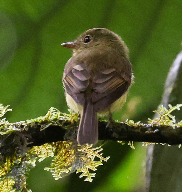 Orange-crested Flycatcher