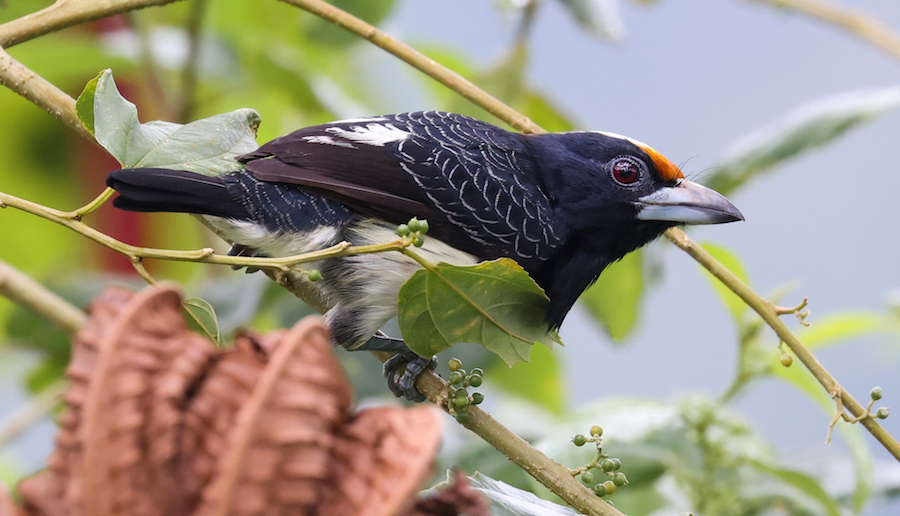 Orange-fronted Barbet