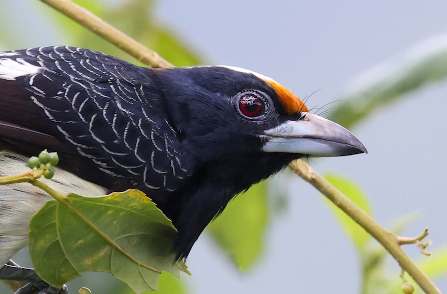Orange-fronted Barbet