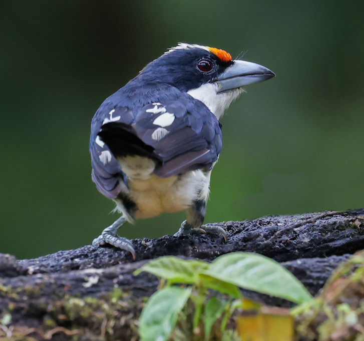 Orange-fronted Barbet