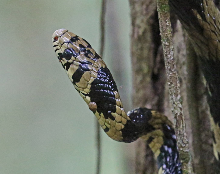 Oriole Snake