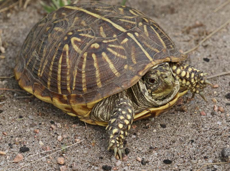 Ornate Box Turtle