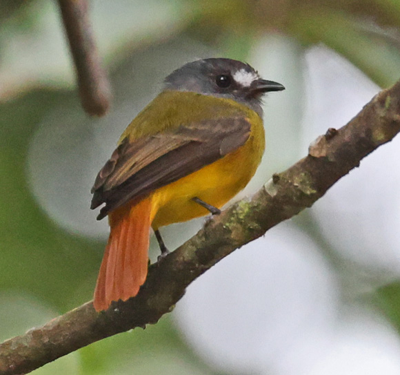 Ornate Flycatcher