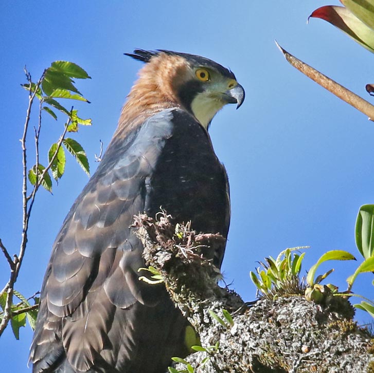 Ornate Hawk-eagle