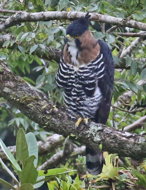 Ornate Hawk-eagle