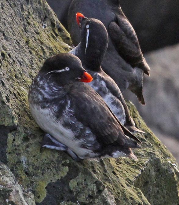 Parakeet Auklet