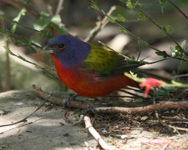 Painted Bunting Photo 1