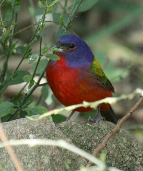 Painted Bunting Photo 2