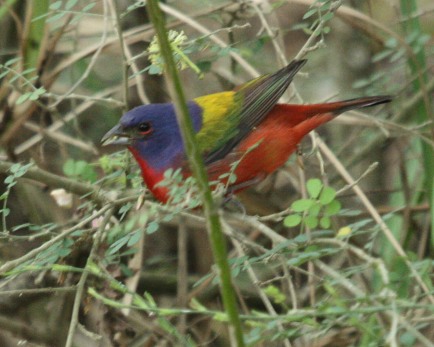 Painted Bunting Photo 3